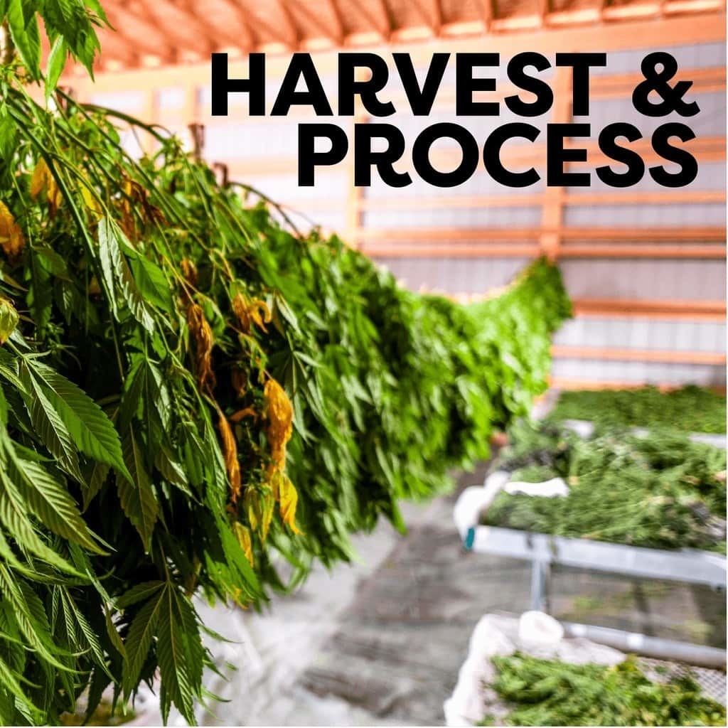 harvest and process hemp plants at veritas farms