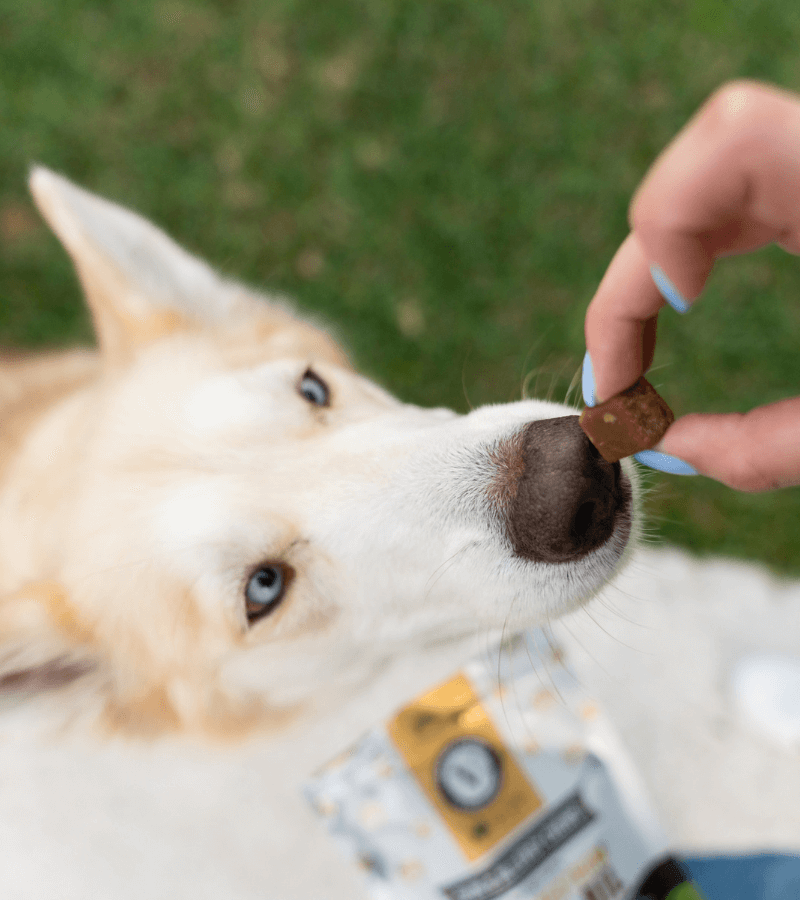 pets collect content 1