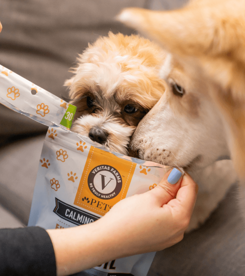 diverse hemp products for dogs and cats