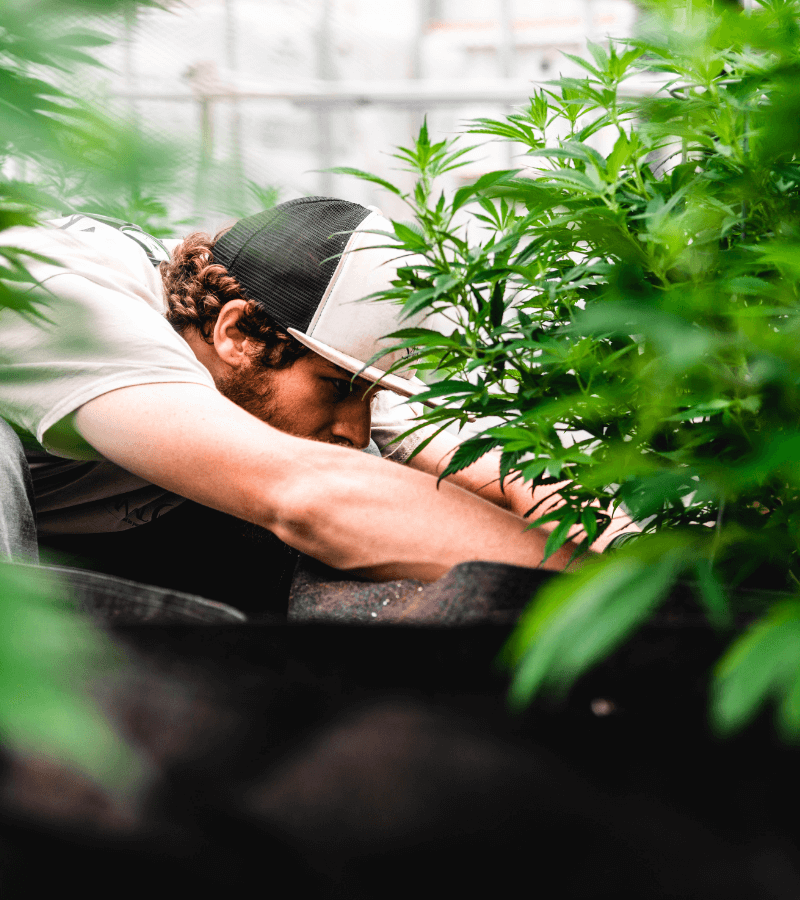 why veritas farms cbd oil