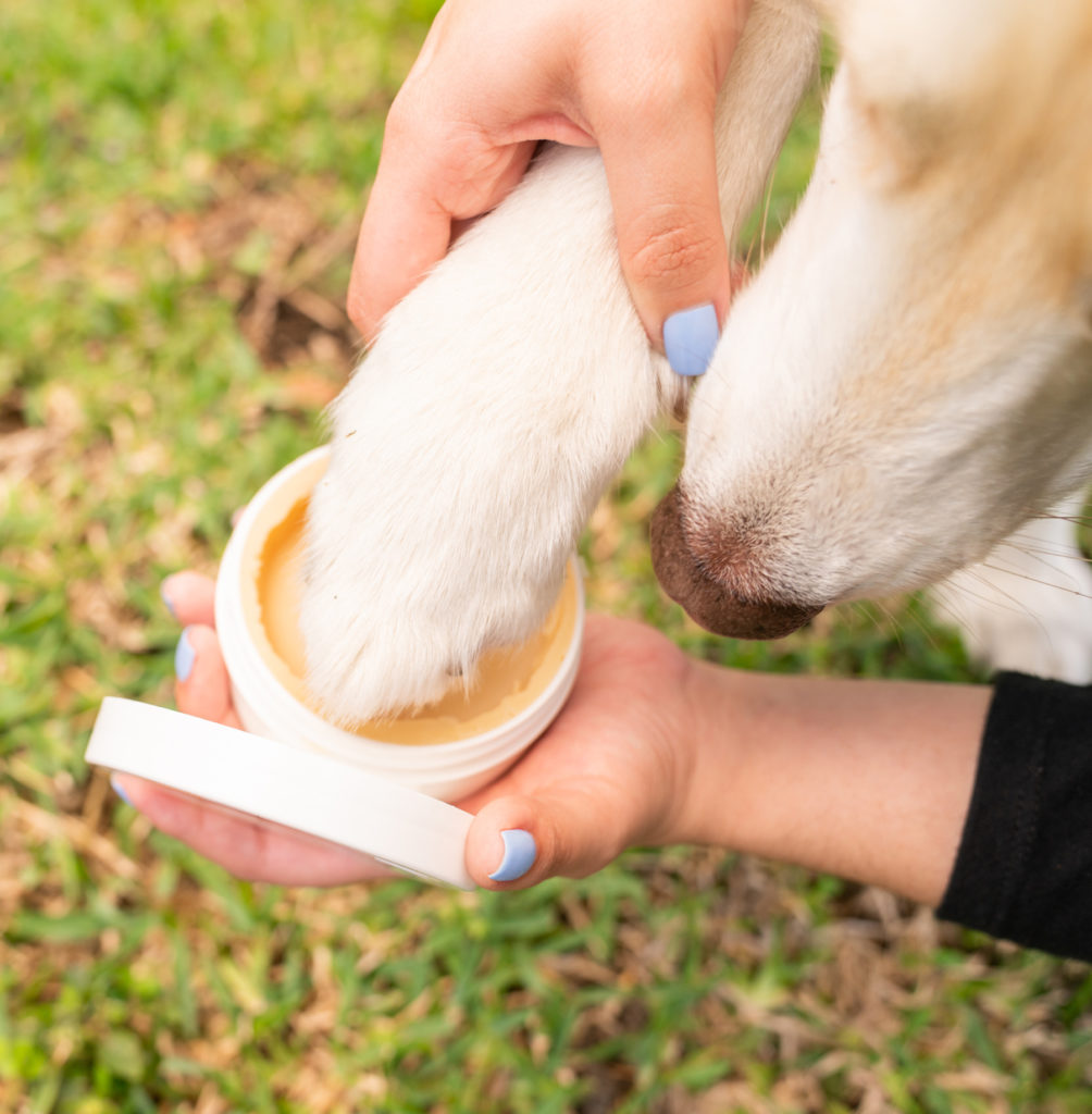 CBD and Dogs | Veritas Farms