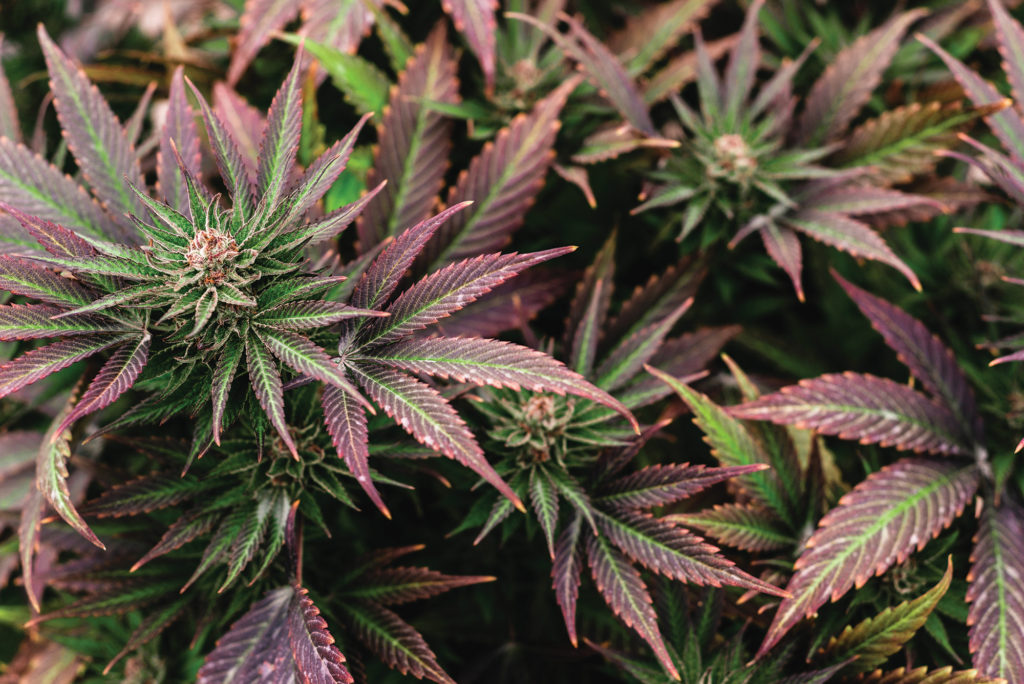 Cannabis Plant with Green and Purple Leaves | Veritas Farms