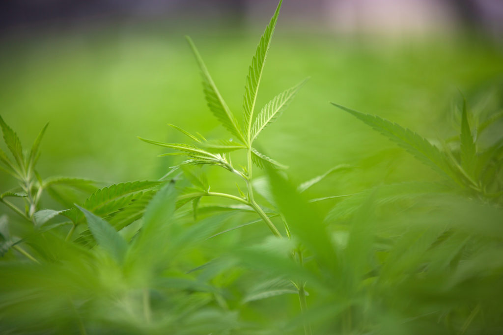 Hemp plant | Veritas Farms