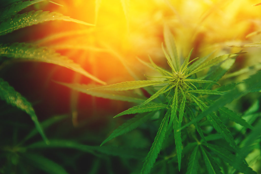 Flowering Hemp Bush | Veritas Farms