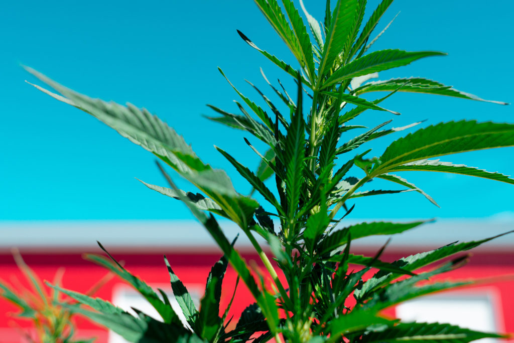 Hemp Plant and Barn - Veritas Farms