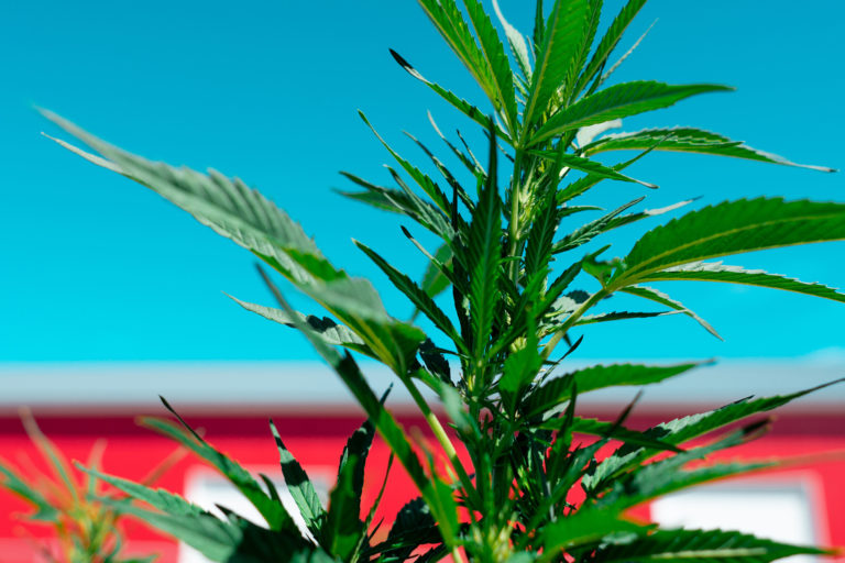Hemp Plant and Barn - Veritas Farms