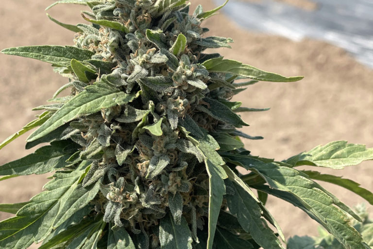 Close Up of Hemp Plant | Veritas Farms