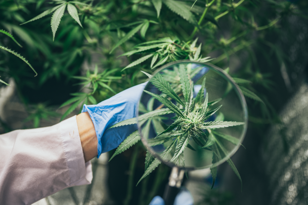 Scientist Working with Hemp Plants in Lab | Veritas Farms