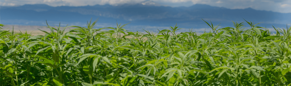 Hemp Farm in Colorado | Veritas Farms