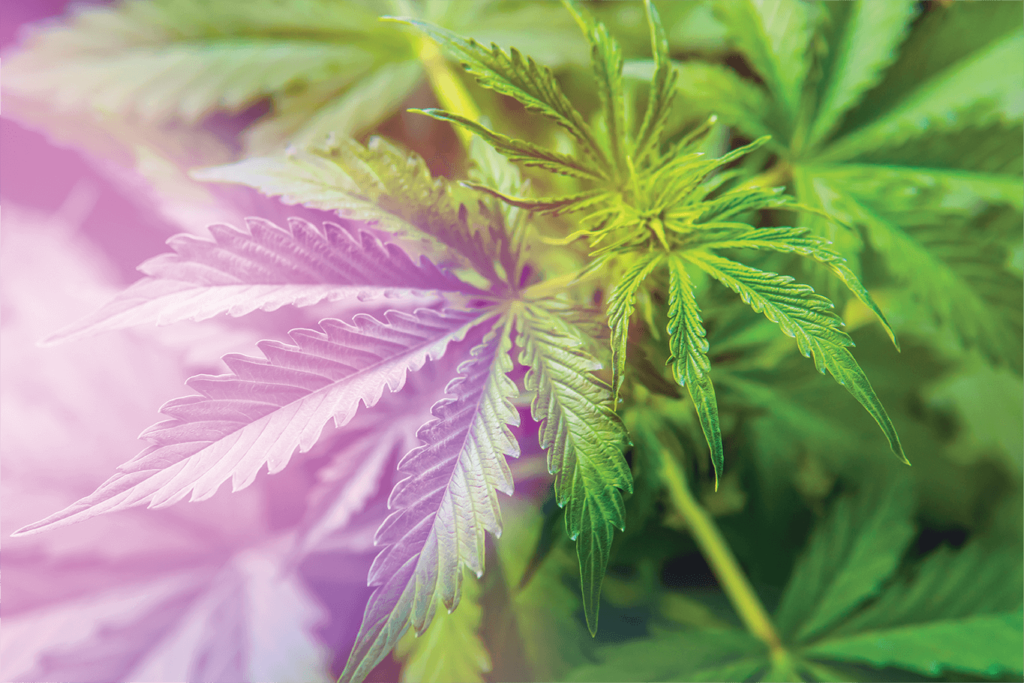 Close up of Hemp Leaves and Sunshine | Veritas Farms