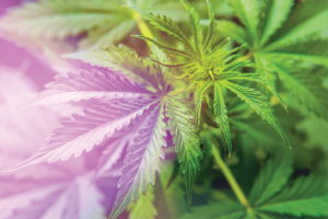 Close up of Hemp Leaves and Sunshine | Veritas Farms