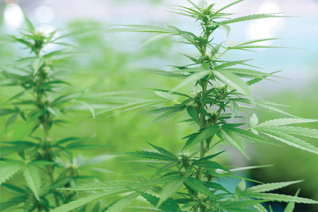 Close Up of Hemp Plant | Veritas Farms