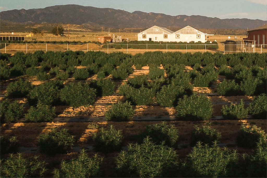 Aerial View of Hemp Farm in Colorado | Veritas Farms
