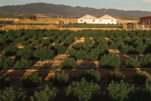Aerial View of Hemp Farm in Colorado | Veritas Farms