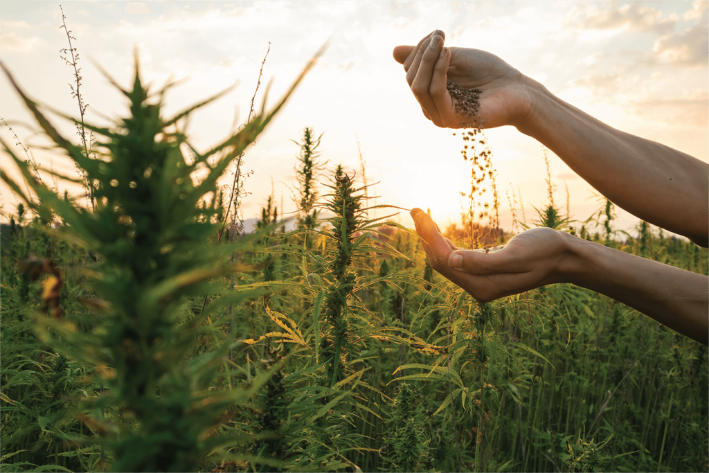 Farmer with Hemp Seeds on a Hemp Plant Field | Veritas Farms