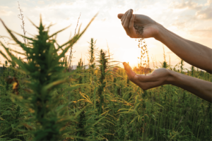 Farmer with Hemp Seeds on a Hemp Plant Field | Veritas Farms
