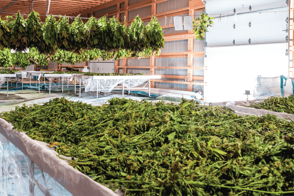 Hemp Harvesting and Processing Barn | Veritas Farms
