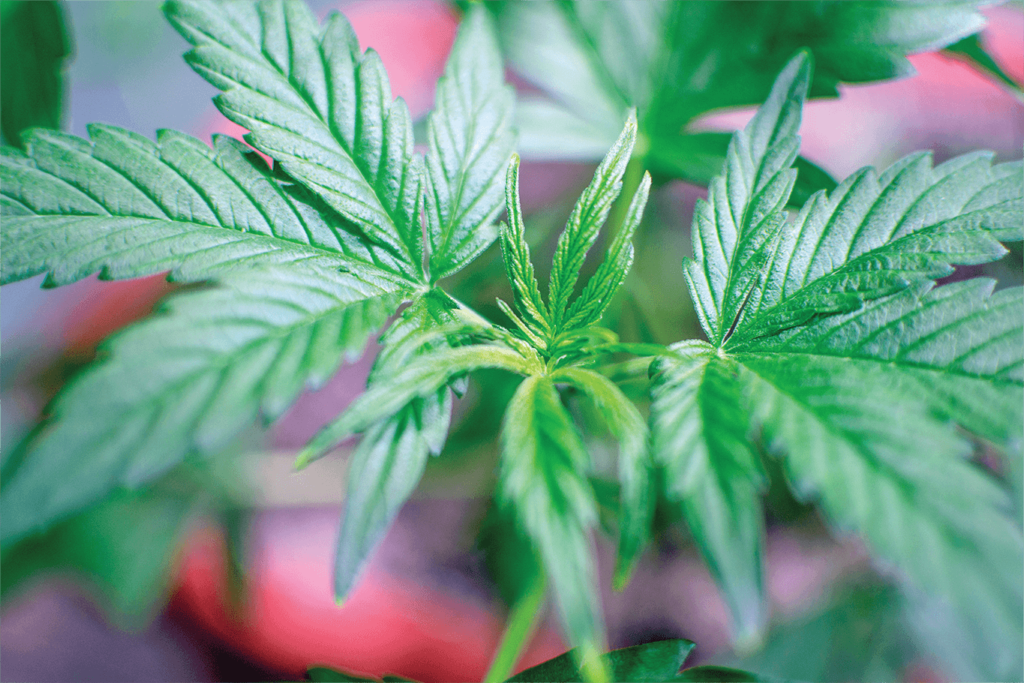 Close Up of Hemp Leaves Before Processing | Veritas Farms