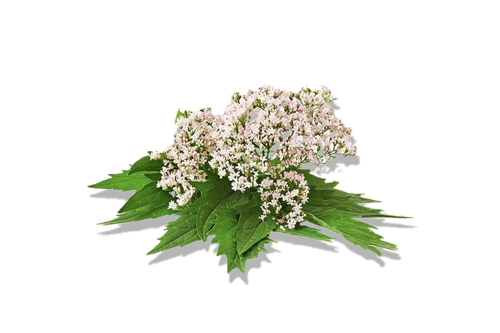 Valerian Root