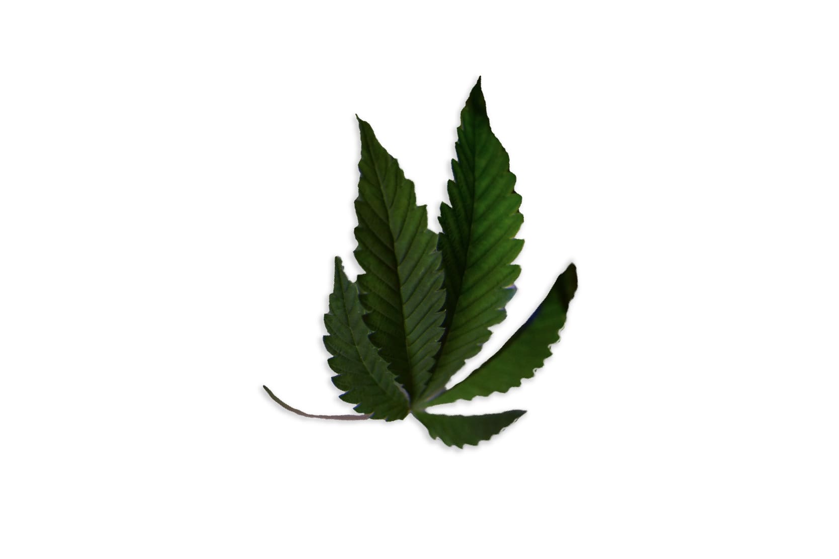 Cannabidiol (CBD)