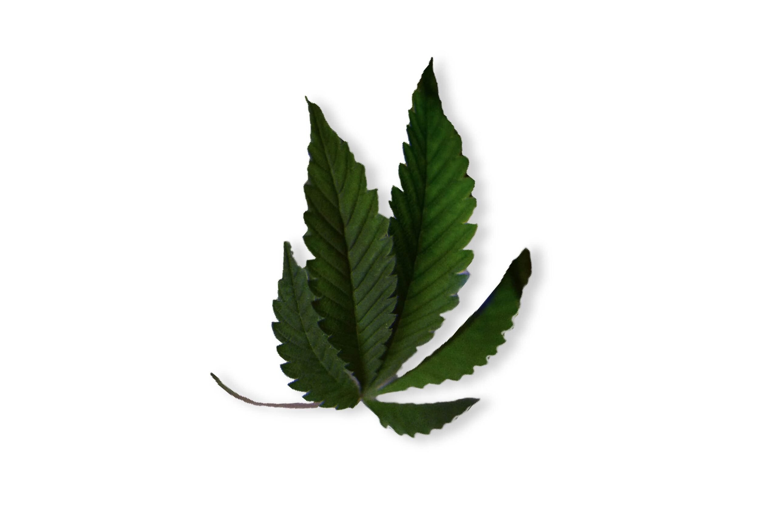 Cannabidiol (CBD)