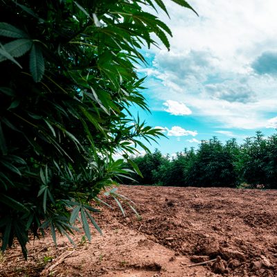 Crop - Crop -